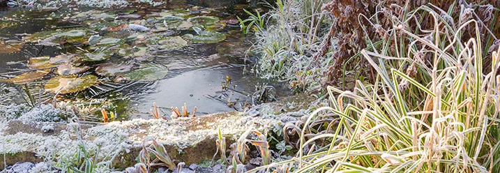 Vereister Gartenteich im Winter